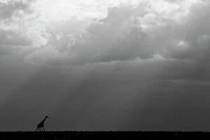 Shadow Gallery: Kenya, Serengeti, Maasai Mara. Masai giraffe in