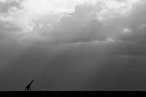 Protected Prints: Kenya, Serengeti, Maasai Mara. Masai giraffe in front of stormy sky