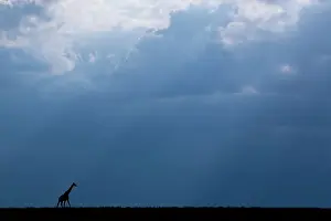 Kenya, Serengeti, Maasai Mara. Masai giraffe in front of stormy sky. Endangered species. Date: 26-10-2020