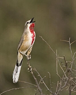 Kenya. Singing rosy-patched bushshrike bird