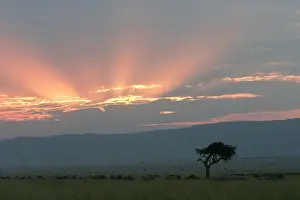 Sympathy Prints: Kenya - Sunset over Maasai Mara National Park, Africa