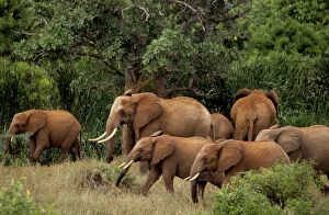 Kenya: Tsavo East National Park, herd African