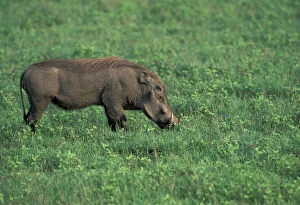 Kenya. Warthog (Phacochoerus aethiopicus)