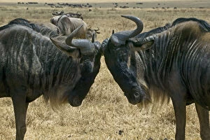 Kenya. Two wildebeest begin confrontation