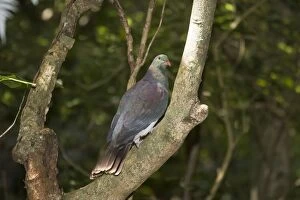 Kereru or New Zealand Pigeon