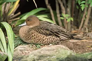 Kerguelen / Eaton's Pintail Duck - male, eclipse plumage