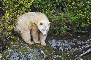 Kermode Bear / Spirit Bear