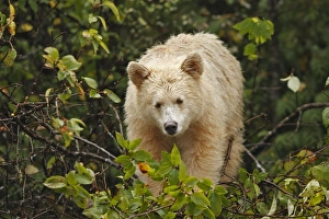 Images Dated 29th September 2007: Kermode Bear / Spirit Bear - Eating fruits of Pacific Crab Apple Tree (Malus fusca)