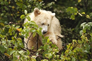 Images Dated 29th September 2007: Kermode Bear / Spirit Bear - Eating fruits of Pacific Crab Apple Tree (Malus fusca)