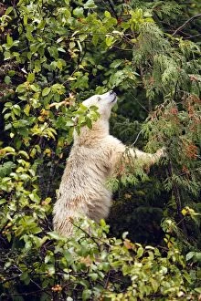 Images Dated 29th September 2007: Kermode Bear / Spirit Bear - Eating fruits of Pacific Crab Apple Tree (Malus fusca)