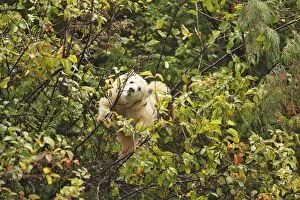 Images Dated 29th September 2007: Kermode Bear / Spirit Bear - Eating fruits of Pacific Crab Apple Tree (Malus fusca)