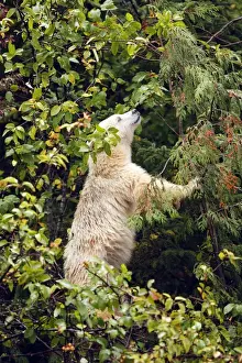 Kermode Bear / Spirit Bear - Eating fruits of Pacific Crab Apple Tree (Malus fusca). The Tsimshian of northern British Columbia believed that the Kermode bear, a black bear in a white coat, very rare