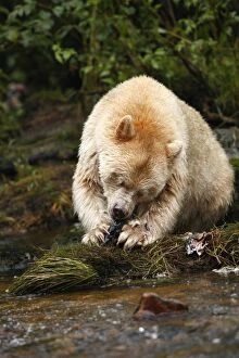 Images Dated 30th September 2007: Kermode Bear / Spirit Bear - eating Sockeye Salmon. The Tsimshian of northern British Columbia