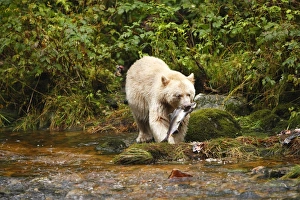 Images Dated 30th September 2007: Kermode Bear / Spirit Bear - eating Sockeye Salmon. The Tsimshian of northern British Columbia