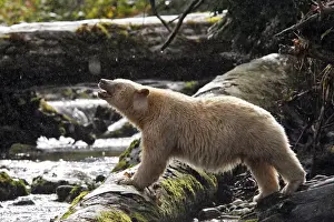 Kermode Bear / Spirit Bear - fishing for Sockeye salmon. The Tsimshian of northern British Columbia believed that the Kermode bear, a black bear in a white coat, very rare