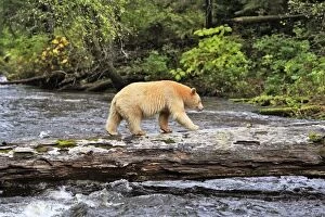 Images Dated 27th September 2007: Kermode Bear / Spirit Bear - hunting for Salmon. The Tsimshian of northern British Columbia