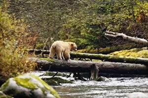 Images Dated 1st October 2007: Kermode Bear / Spirit Bear - hunting for Sockeye Salmon. The Tsimshian of northern British
