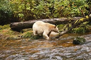 Images Dated 30th September 2007: Kermode Bear / Spirit Bear - hunting for Sockeye Salmon. The Tsimshian of northern British