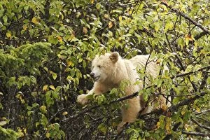 Images Dated 29th September 2007: Kermode Bear / Spirit Bear - The Tsimshian of northern British Columbia believed that the Kermode