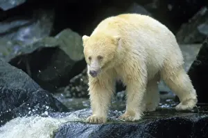 Kermode Black Bear - along coastal British Columbia salmon stream. Sept. Princess Royal Island. Ma1256