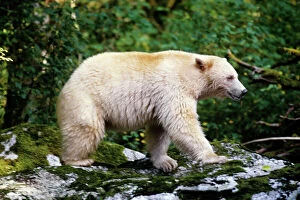 Images Dated 24th September 2007: Kermode Black Bear - Princess Royal Island, British Columbia. Sept. MA1991
