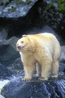 Drying Prints: Kermode Black Bear / Spirit Bear shaking off water while fishing for salmon