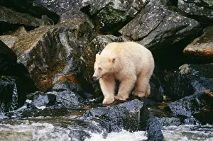 Kermode / Ghost / Spirit Bear TOM 90 British Columbia Canada. Ursus americanus kermore © Tom & Pat Leeson / ARDEA LONDON