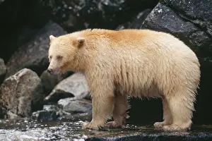 Kermode / Ghost / Spirit Bear TOM 93 British Columbia Canada. Ursus americanus kermode © Tom & Pat Leeson / ARDEA LONDON