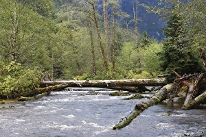 Images Dated 27th September 2007: Kermode / Spirit Bear & Balck Bear habitat - river in wet temperate forests used for Salmon fishing