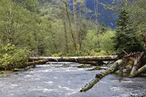 Kermode / Spirit Bear & Balck Bear habitat - river in wet temperate forests used for Salmon fishing. Princess Royal Island, British Columbia, Canada