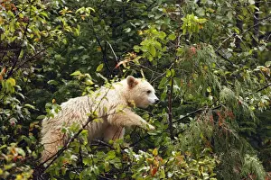 Kermode / Spirit Bear - eating fruits of Pacific Crab Apple Tree (Malus fusca). The Tsimshian of northern British Columbia believed that the Kermode bear, a black bear in a white coat, very rare