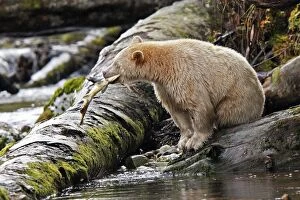 Images Dated 27th September 2007: Kermode / Spirit Bear - eating Sockeye Salmon. The Tsimshian of northern British Columbia believed