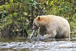 Images Dated 28th September 2007: Kermode / Spirit Bear - eating Sockeye Salmon. The Tsimshian of northern British Columbia believed