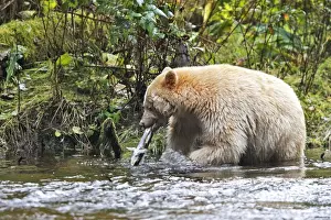 Kermode / Spirit Bear - eating Sockeye Salmon. The Tsimshian of northern British Columbia believed that the Kermode bear, a black bear in a white coat, very rare, was lived in by a spirit of a terrible power Island Princess Royal