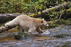 Images Dated 30th September 2007: Kermode / Spirit Bear - hunting for Salmon. The Tsimshian of northern British Columbia believed