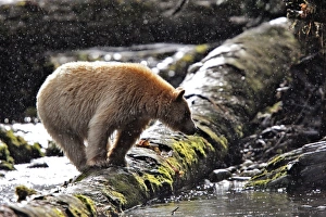 Images Dated 27th September 2007: Kermode / Spirit Bear - hunting for Sockeye Salmon. The Tsimshian of northern British Columbia