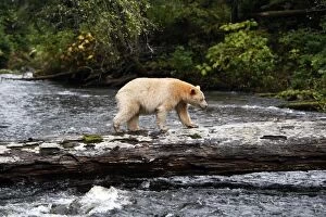 Images Dated 27th September 2007: Kermode / Spirit Bear - hunting for Sockeye Salmon. The Tsimshian of northern British Columbia
