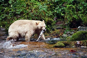 Food In Mouth Collection: Kermode / Spirit Bear - hunting for Sockeye Salmon. The Tsimshian of northern British Columbia