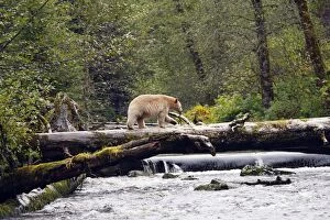 Images Dated 30th September 2007: Kermode / Spirit Bear - The Tsimshian of northern British Columbia believed that the Kermode bear