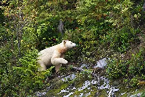 Kermode / Spirit Bear - The Tsimshian of northern British Columbia believed that the Kermode bear, a black bear in a white coat, very rare, was lived in by a spirit of a terrible power Island Princess Royal. British Columbia. Canada