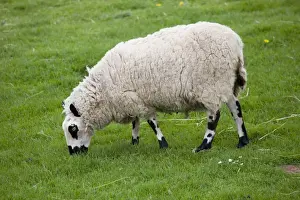 Guiting Prints: Kerry Hill sheep grazing - Cotswold Farm Park - Temple Guiting Glos UK