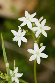 Images Dated 4th May 2007: Kerry Lily (Simethis planifolia). Very rare plant in UK and Eire