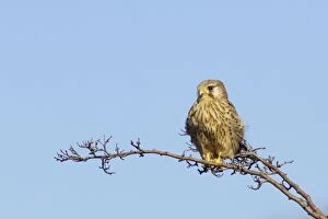 Images Dated 17th October 2007: Kestral - Female at Rest