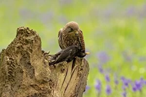 Images Dated 18th May 2013: Kestrel