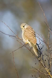 Images Dated 17th February 2008: Kestrel
