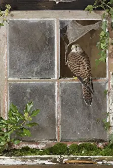 Window Prints: Kestrel - in barn window Bedfordshire UK 006394