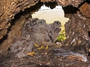Images Dated 5th July 2004: Kestrel - Chicks standing at nest hole entrance with birds wing in foreground - July - Breckland