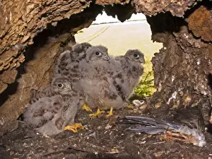 Kestrel - Chicks standing at nest hole entrance with birds wing in foreground - July - Breckland - Norfolk - UK