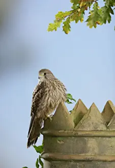 Chimney Prints: Kestrel - on chimney pot Bedfordshire UK 006512