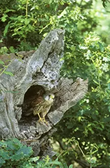 In Hole Prints: Kestrel CK 4071 At nest site Falco tinnunculus © Chris Knights / ardea. com